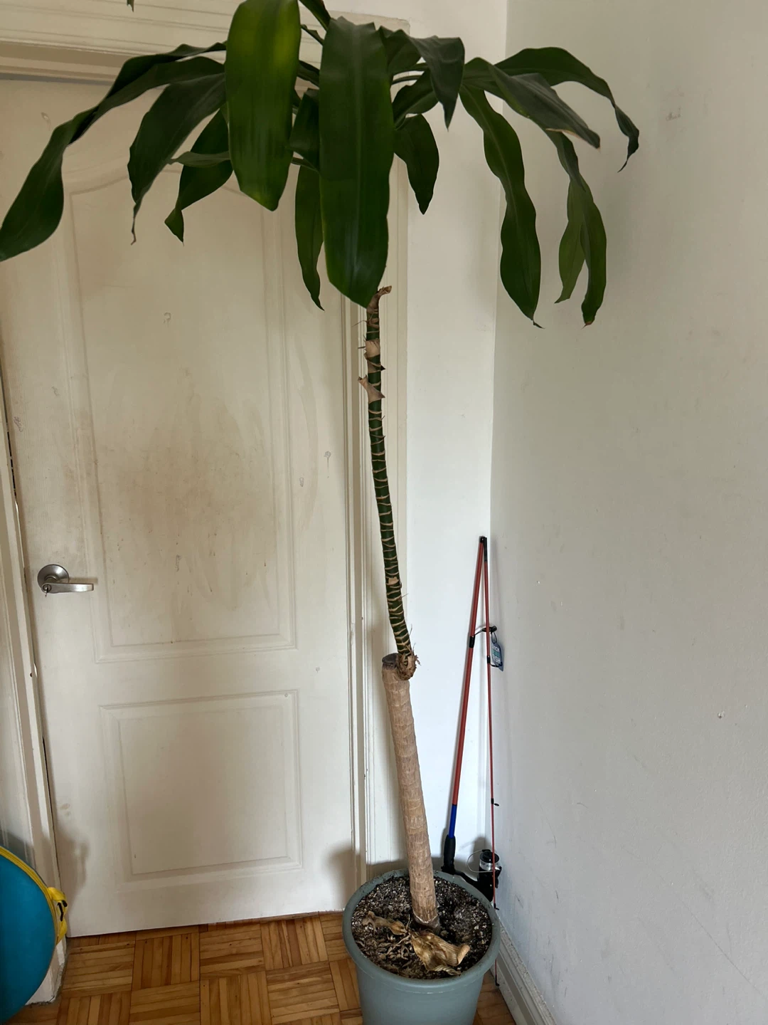 Large Dracaena Fragrans Plant - photo 3