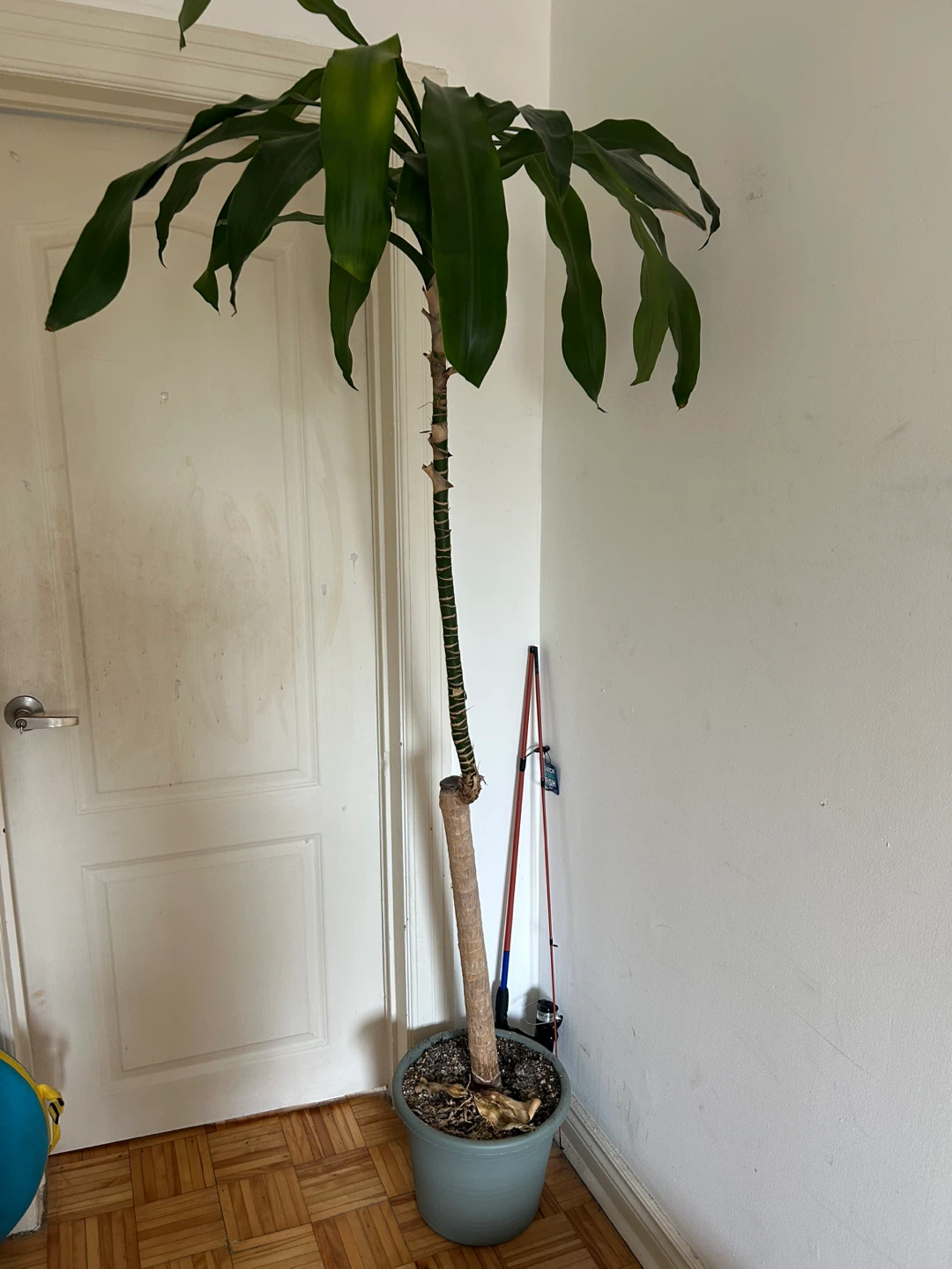 Large Dracaena Fragrans Plant