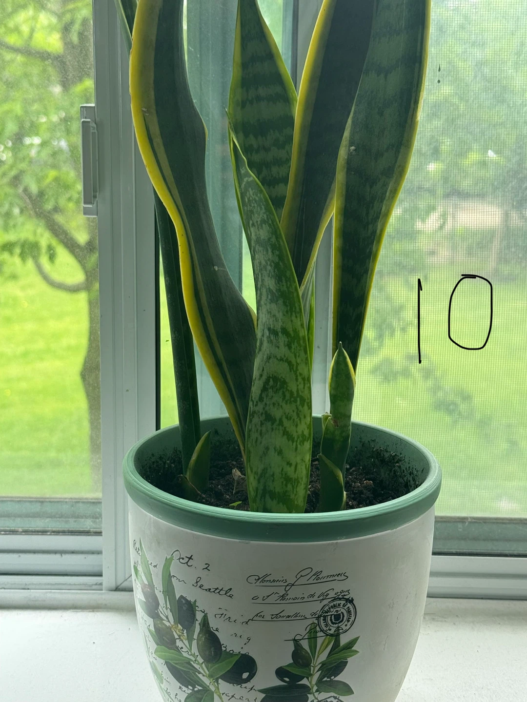 Plant