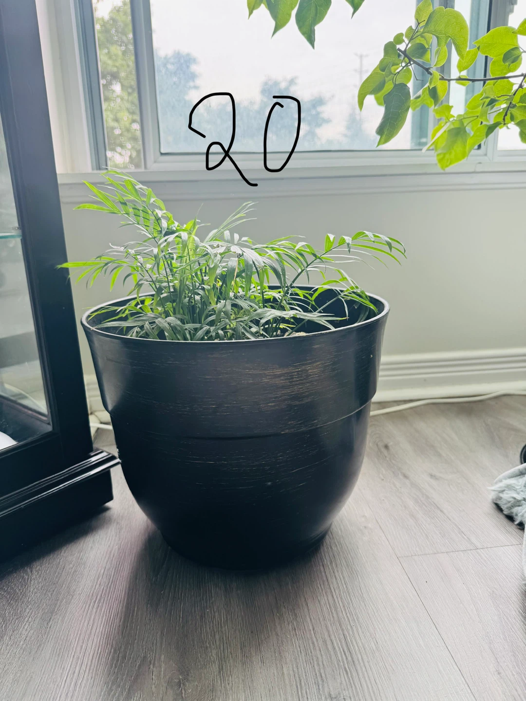 Plant - photo 3