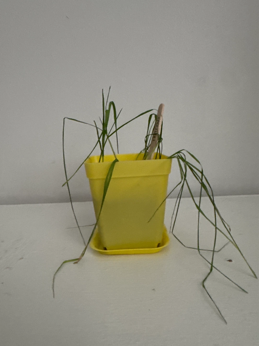 Yellow Plant Pot with Grass