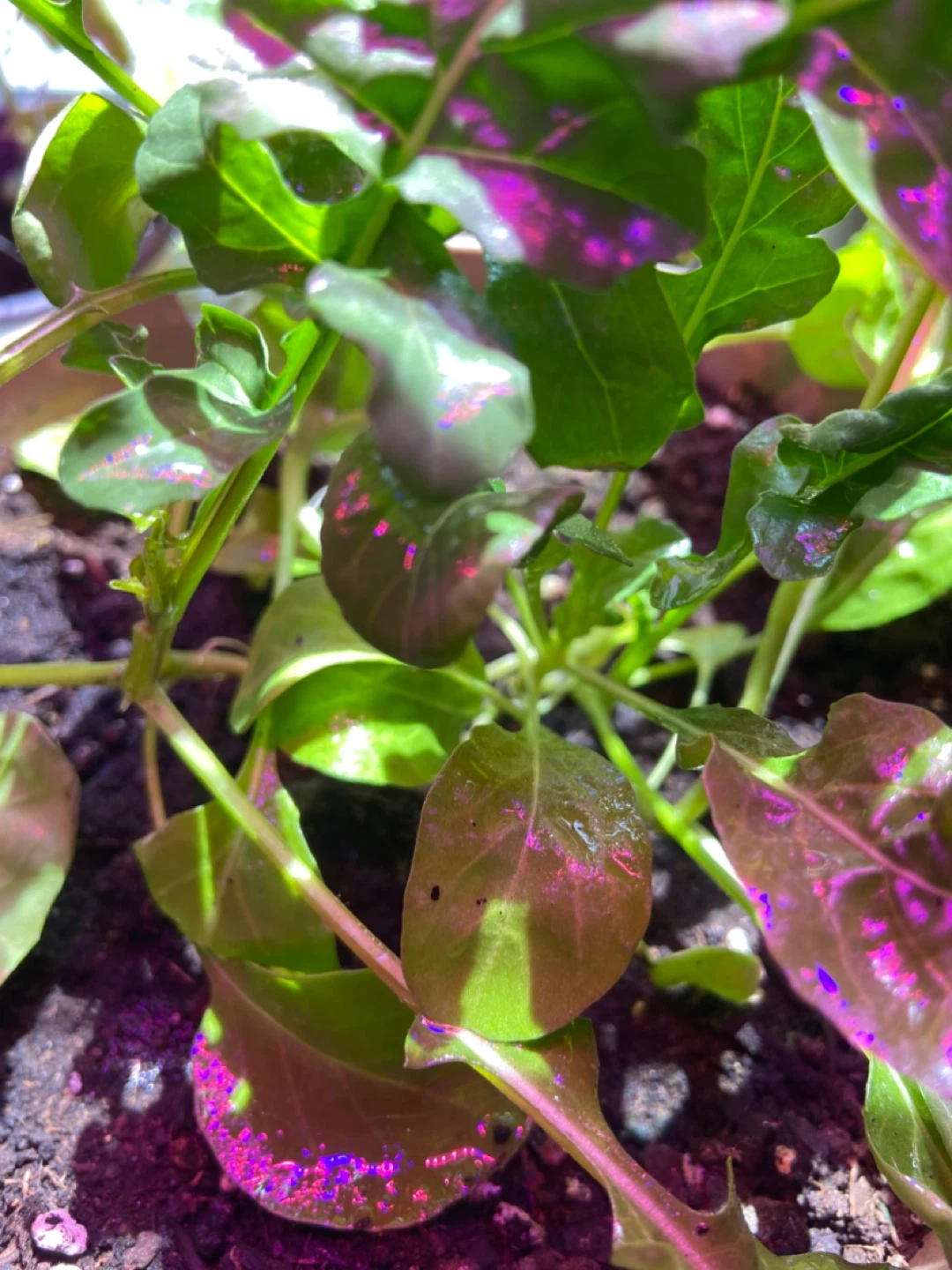Arugula Plant