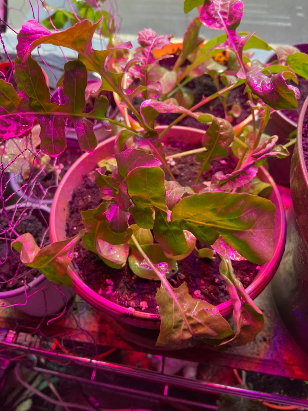 Arugula Plant - photo 2