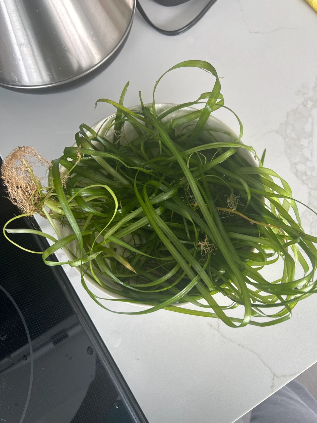 Live Aquarium Plants (pick up today) - photo 2