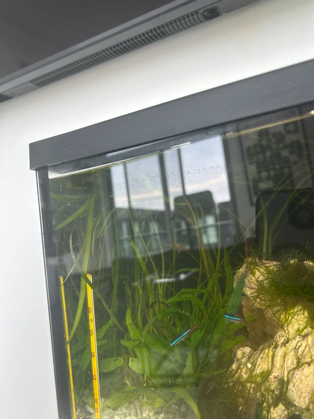Live Aquarium Plants (pick up today)