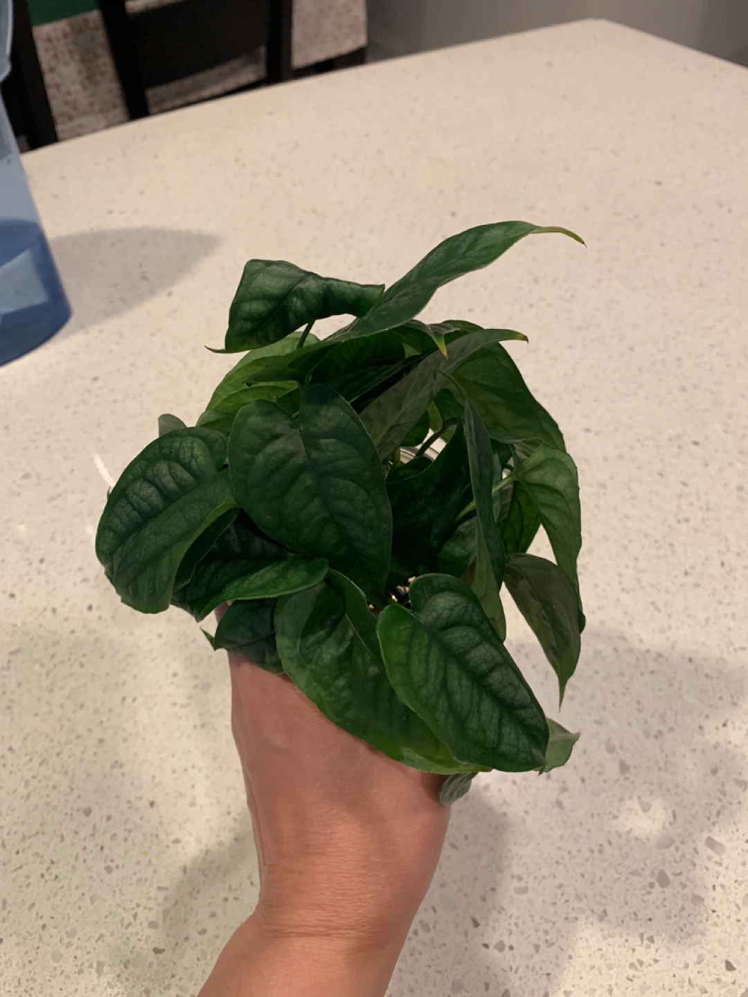 Beautiful healthy house plants - photo 4