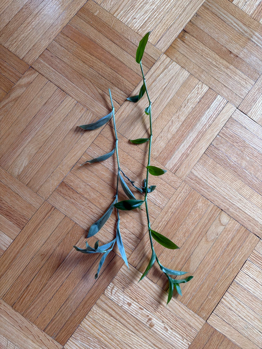 Inch Plant Cuttings
