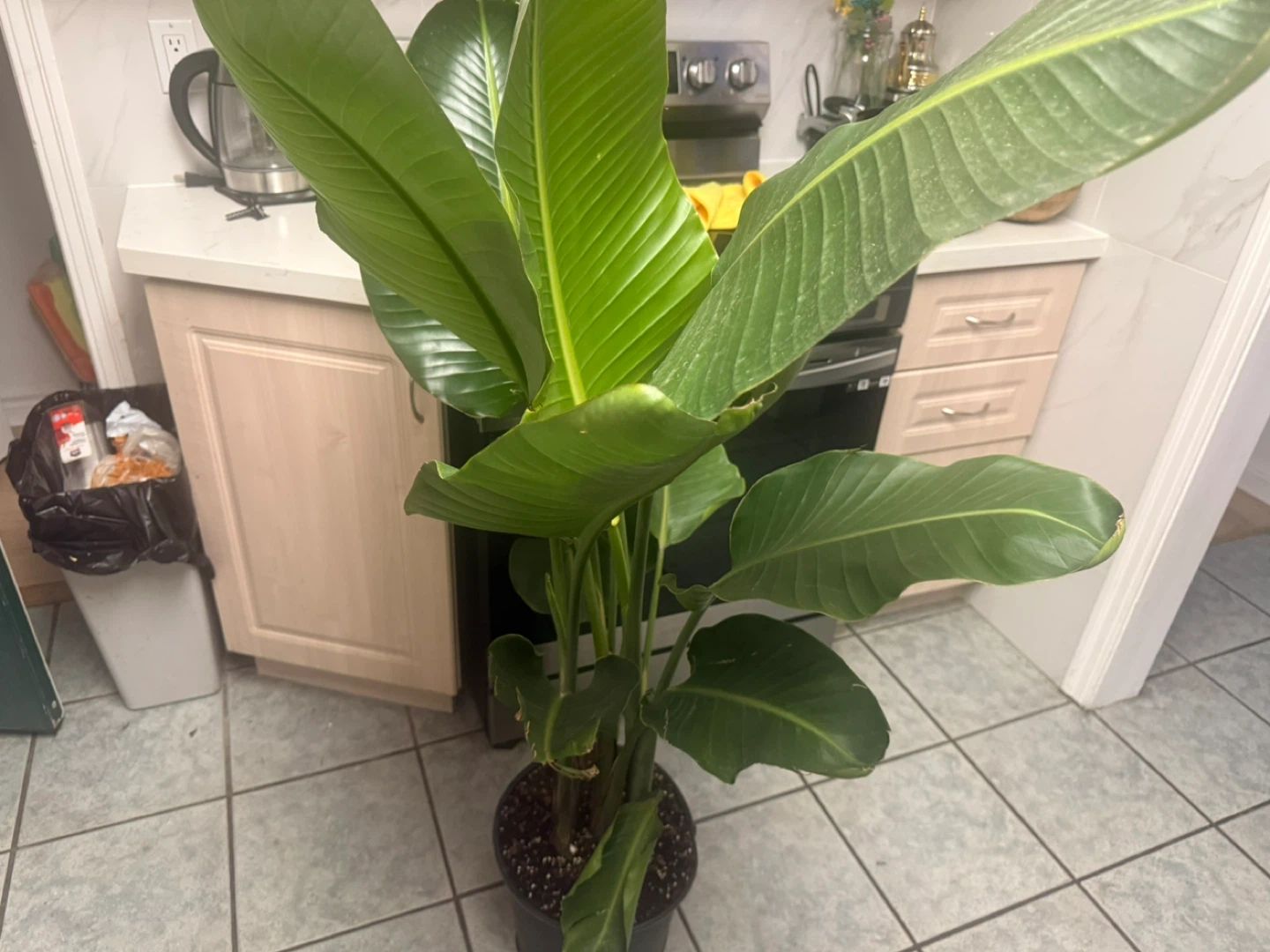 Bird of Paradise Plant