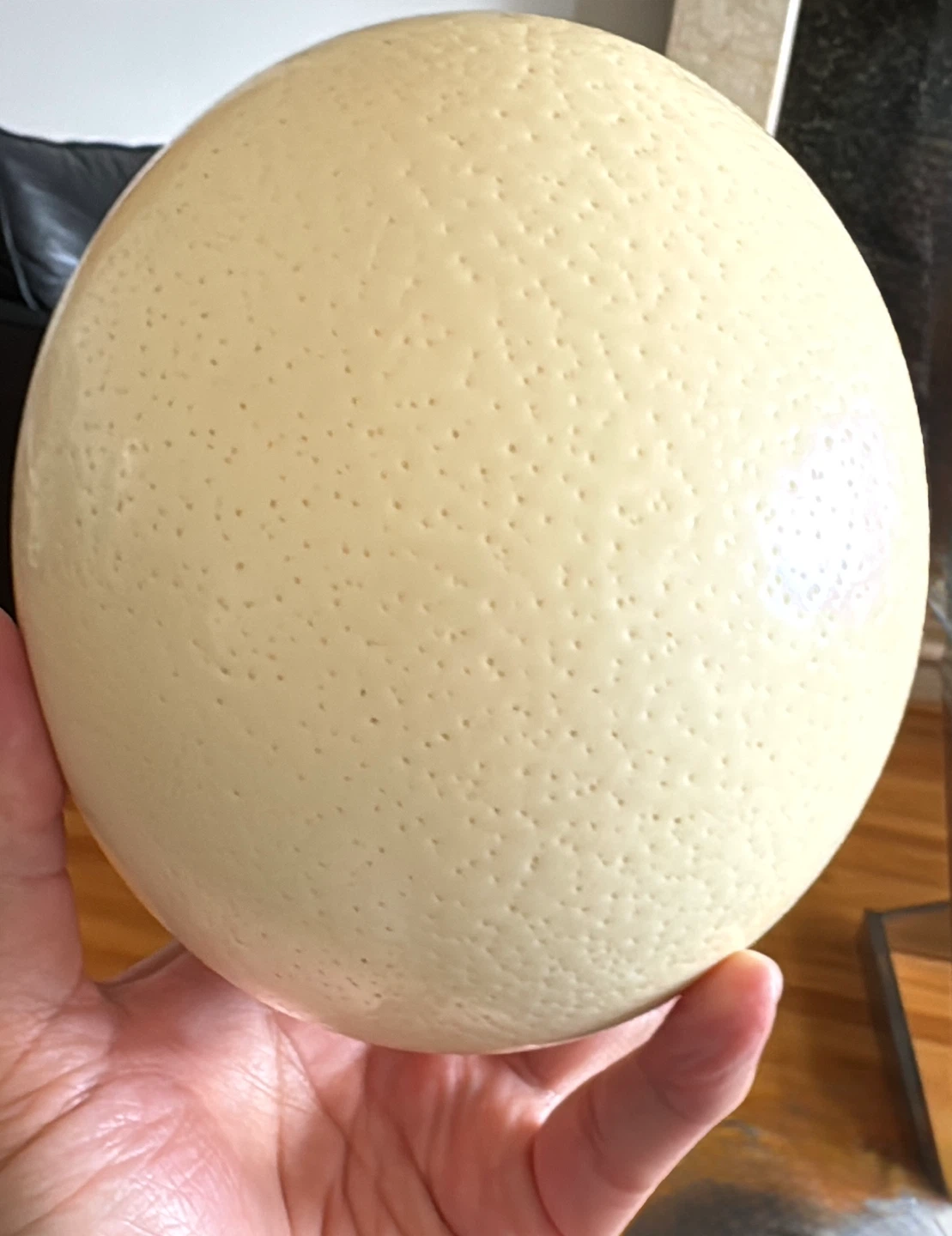 Large Ostrich Egg