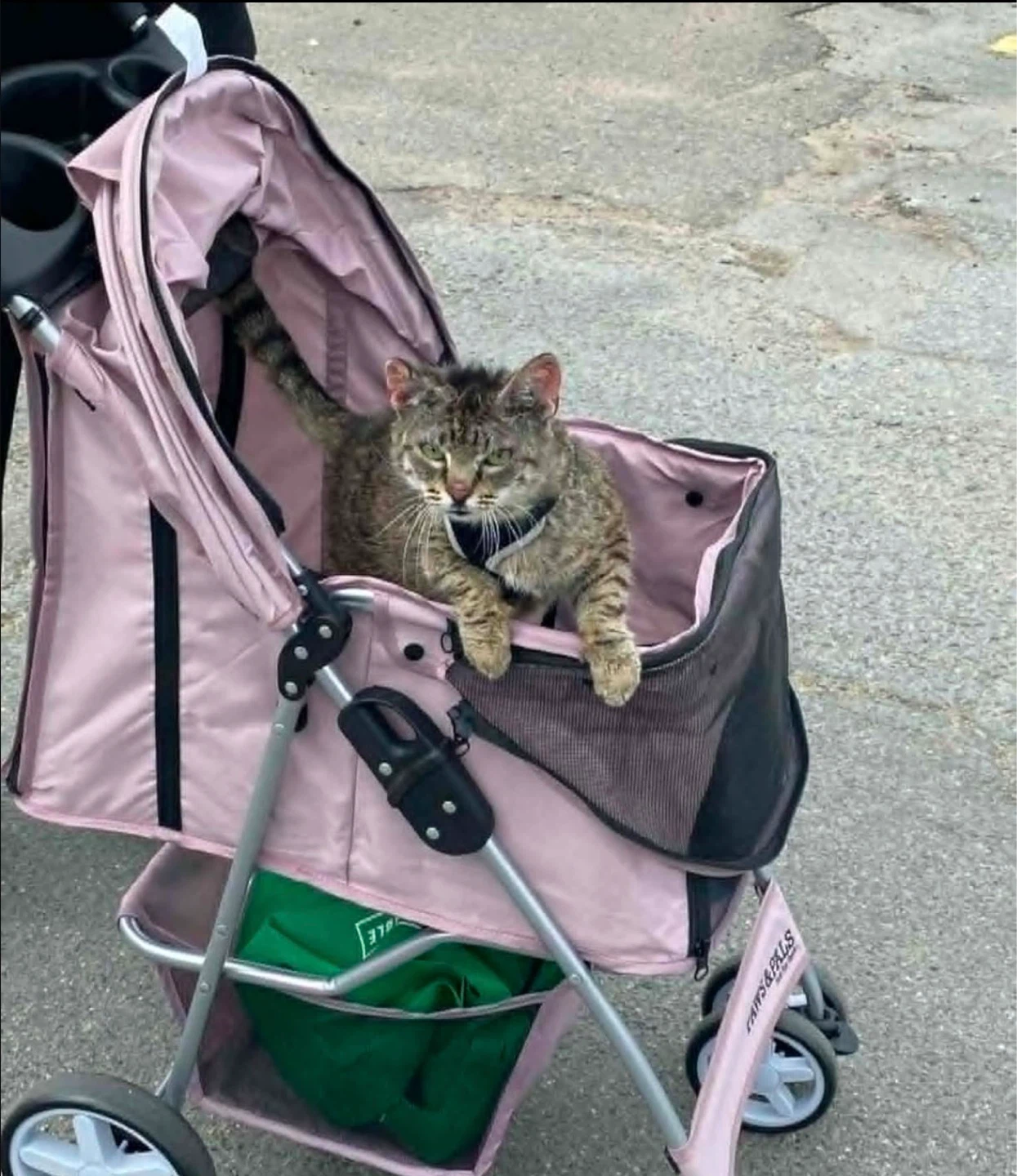 Pet Stroller for Small Dogs and Cats. Brand new in box - photo 5