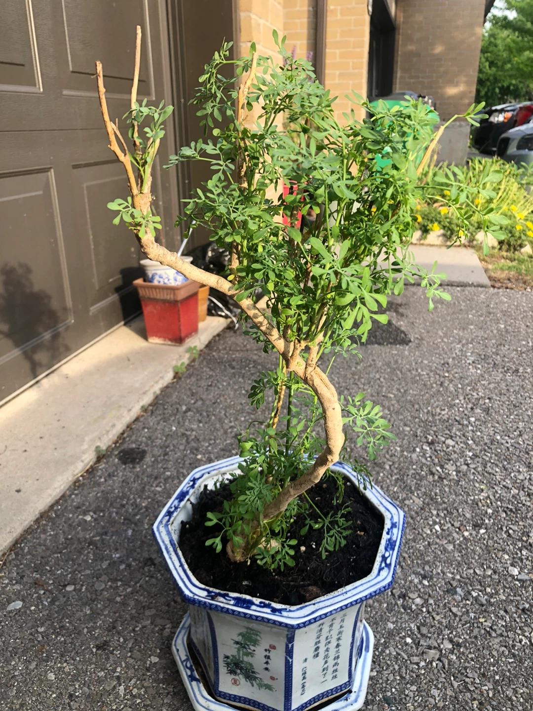Rue or Rita 臭草/ 芸香 kind of Herb - photo 2