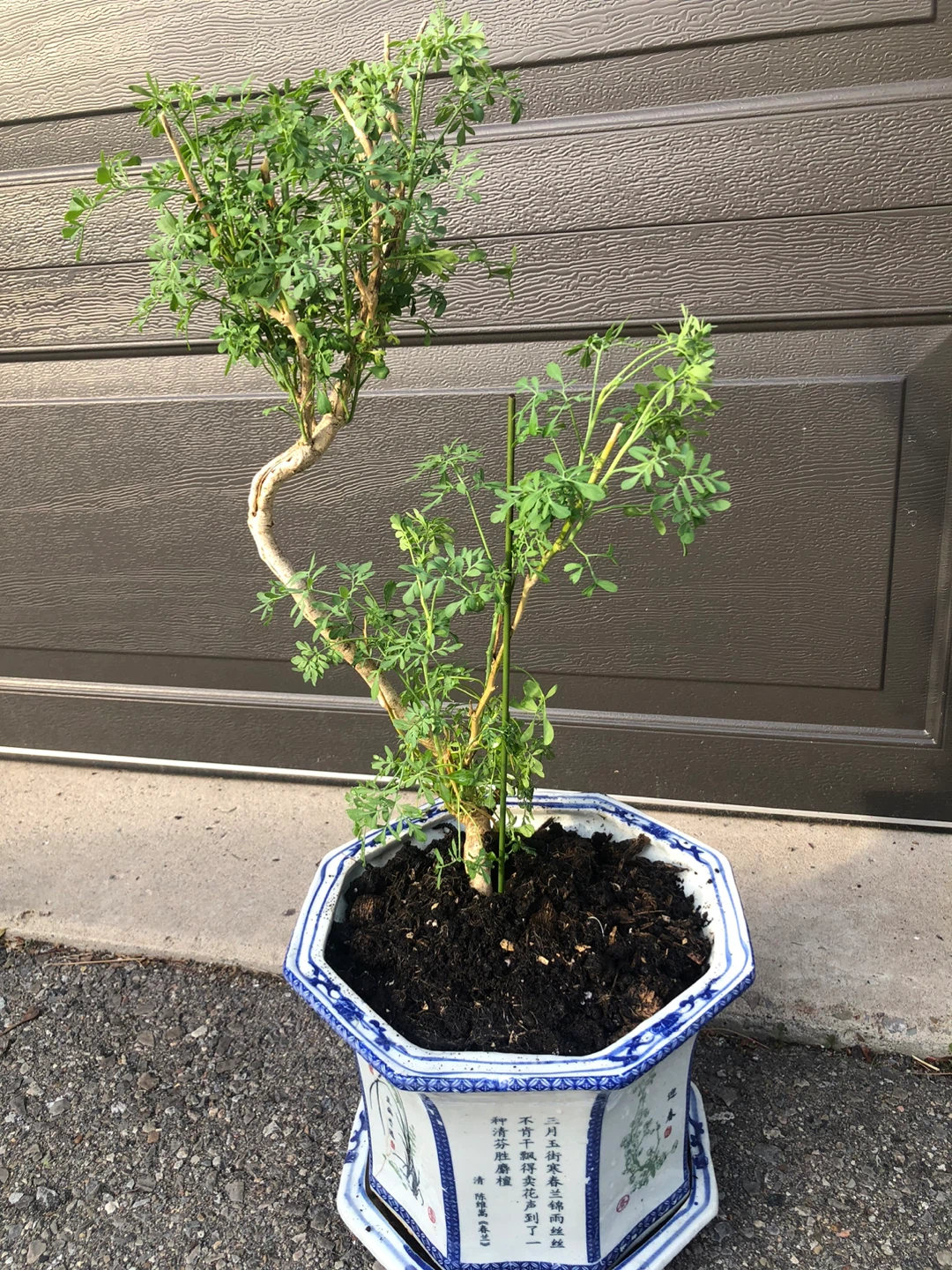 Rue or Rita 臭草/ 芸香 kind of Herb - photo 3