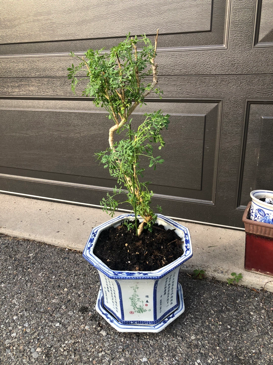Rue or Rita 臭草/ 芸香 kind of Herb