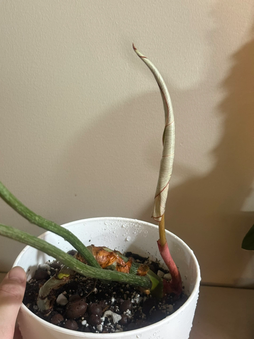 Philodendron Gloriosum Plant - photo 4
