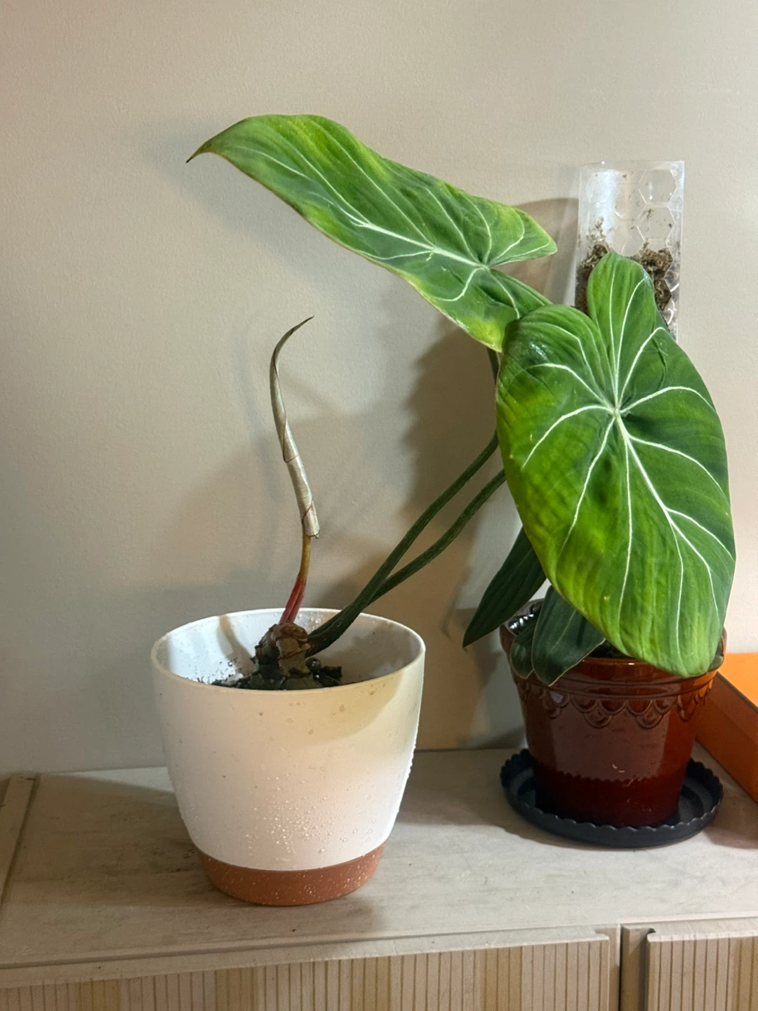 Philodendron Gloriosum Plant