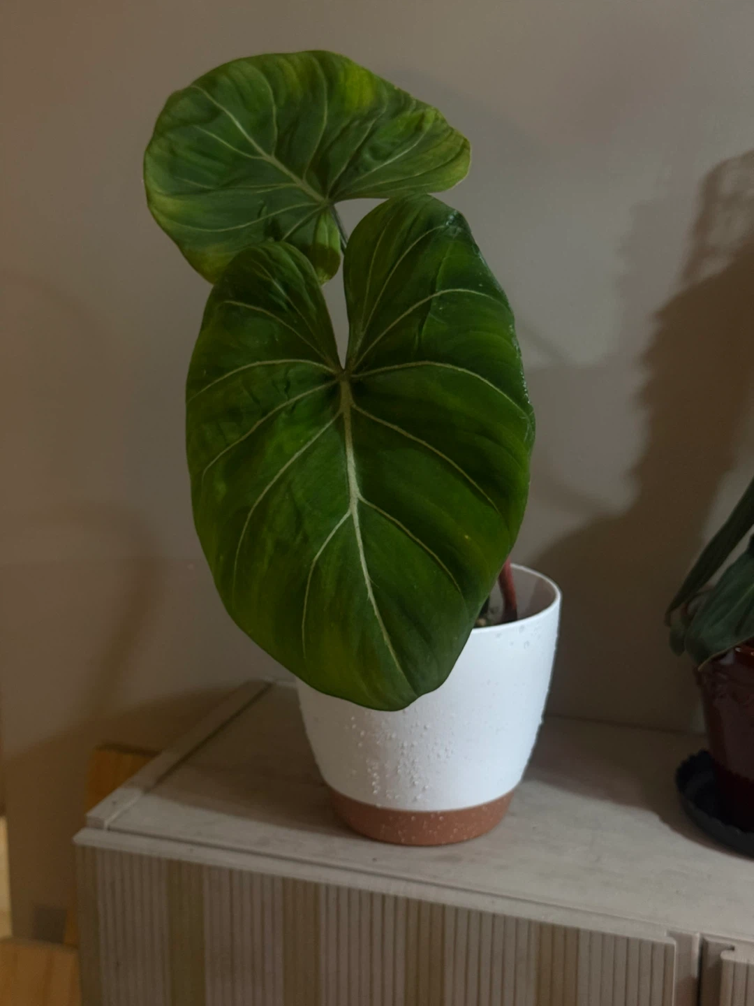 Philodendron Gloriosum Plant - photo 3