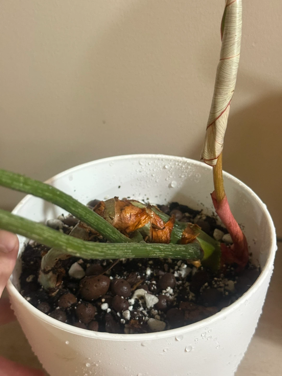 Philodendron Gloriosum Plant - photo 5
