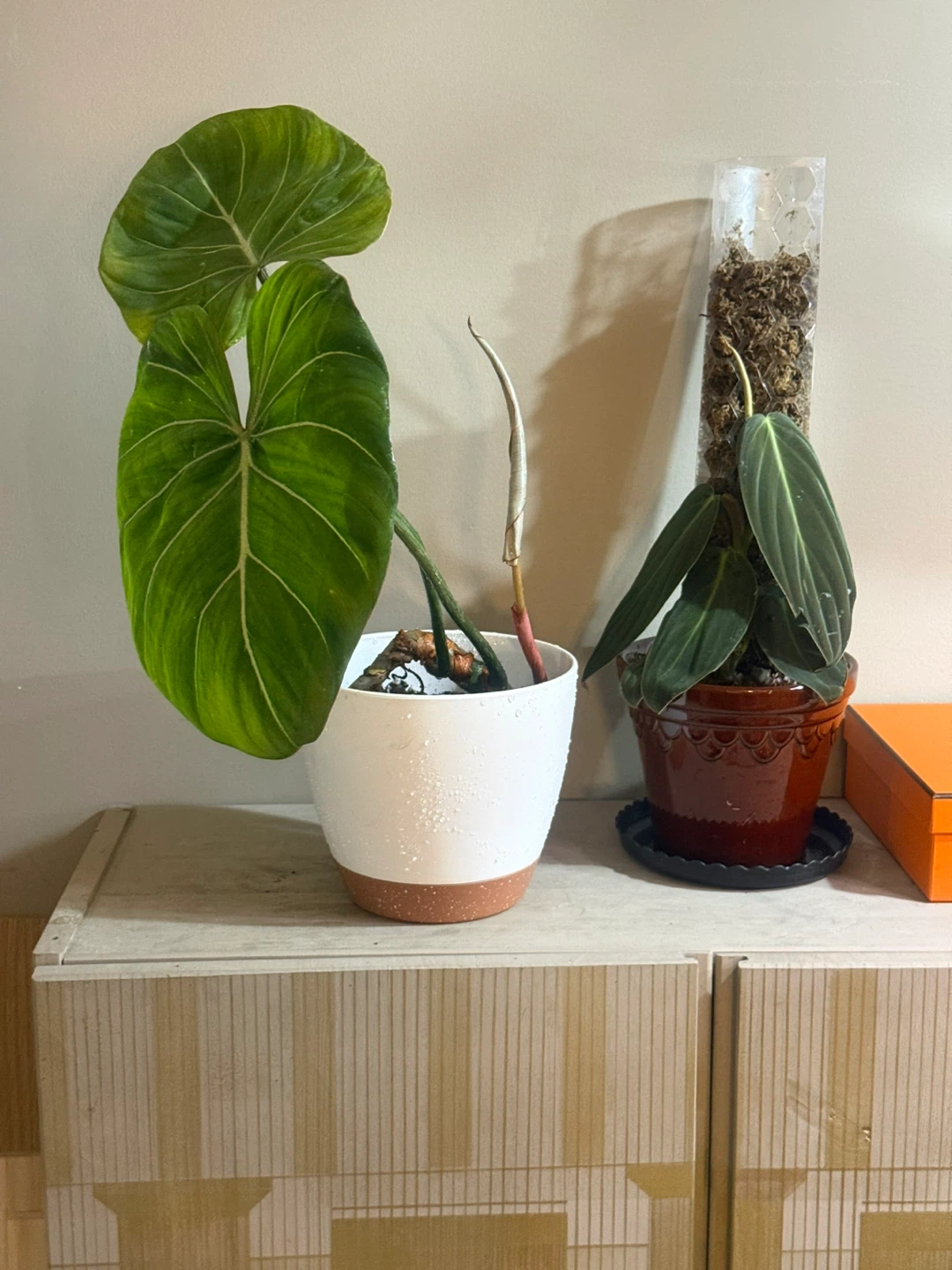 Philodendron Gloriosum Plant - photo 2