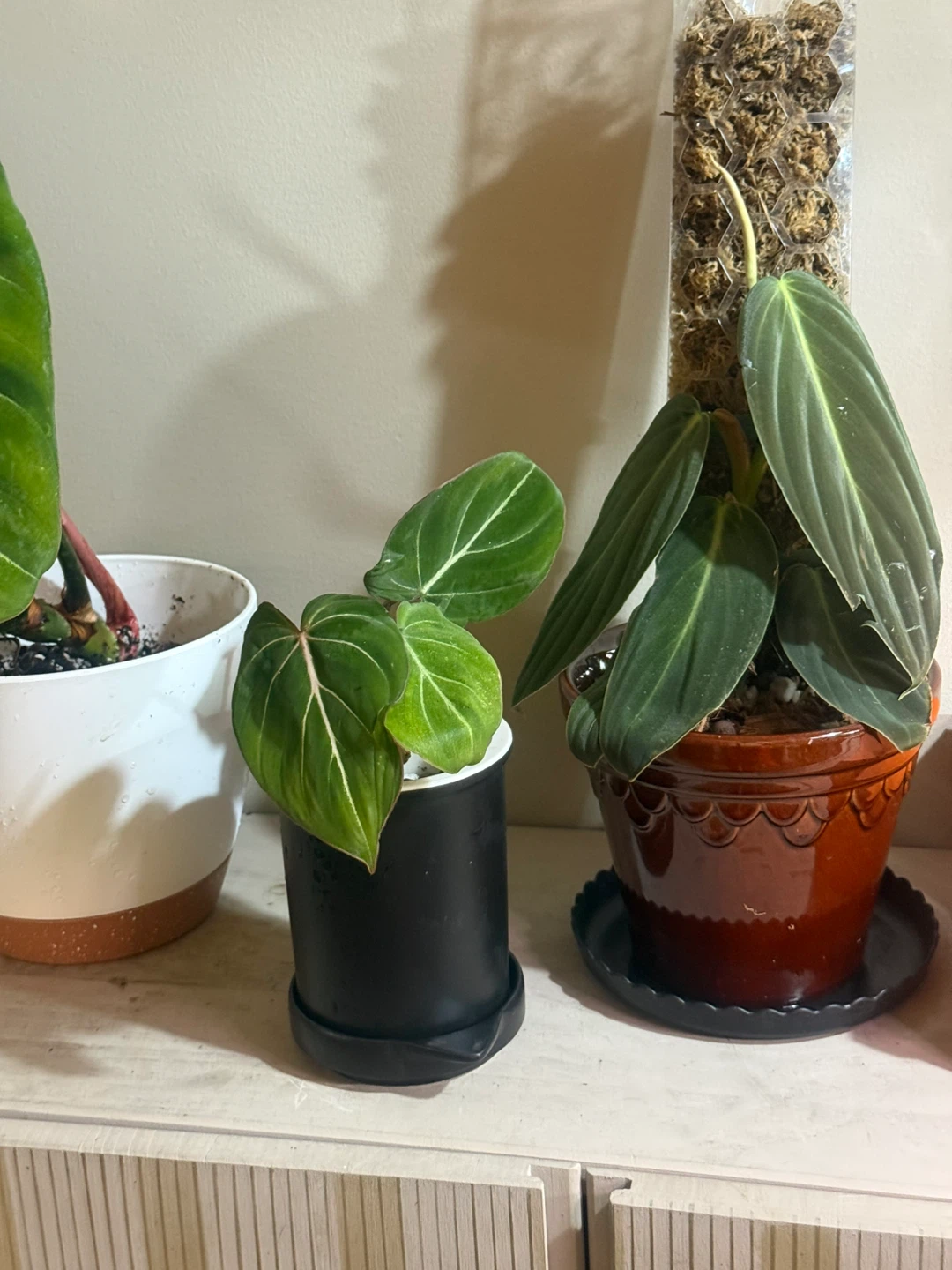 Young Philodendron gloriosum Plant - photo 5