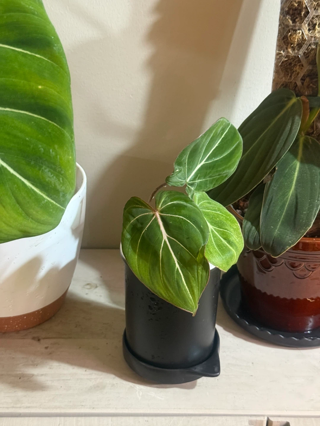 Young Philodendron gloriosum Plant - photo 2