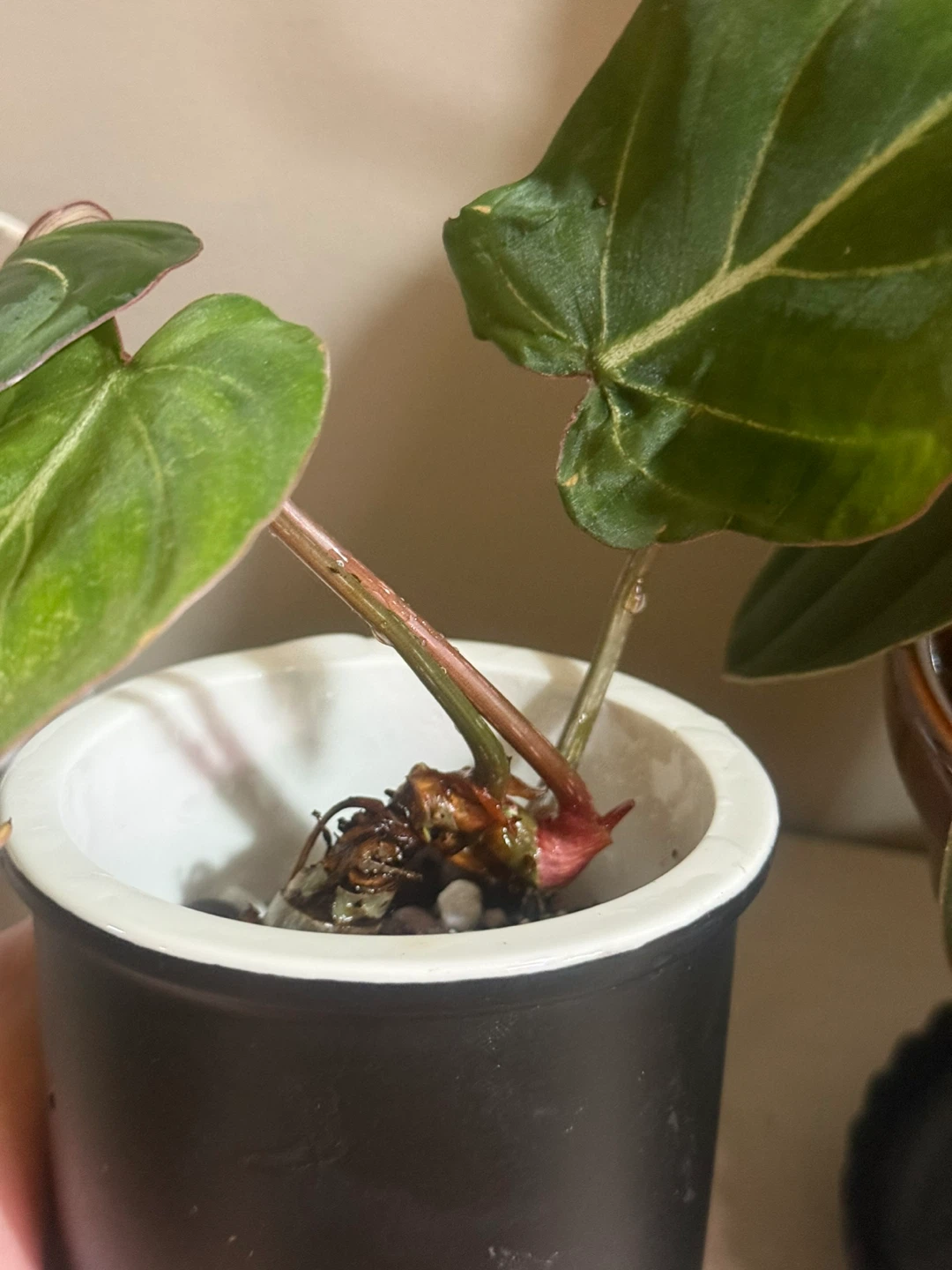 Young Philodendron gloriosum Plant - photo 4