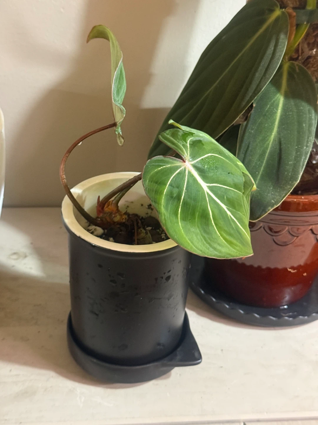 Young Philodendron gloriosum Plant - photo 3