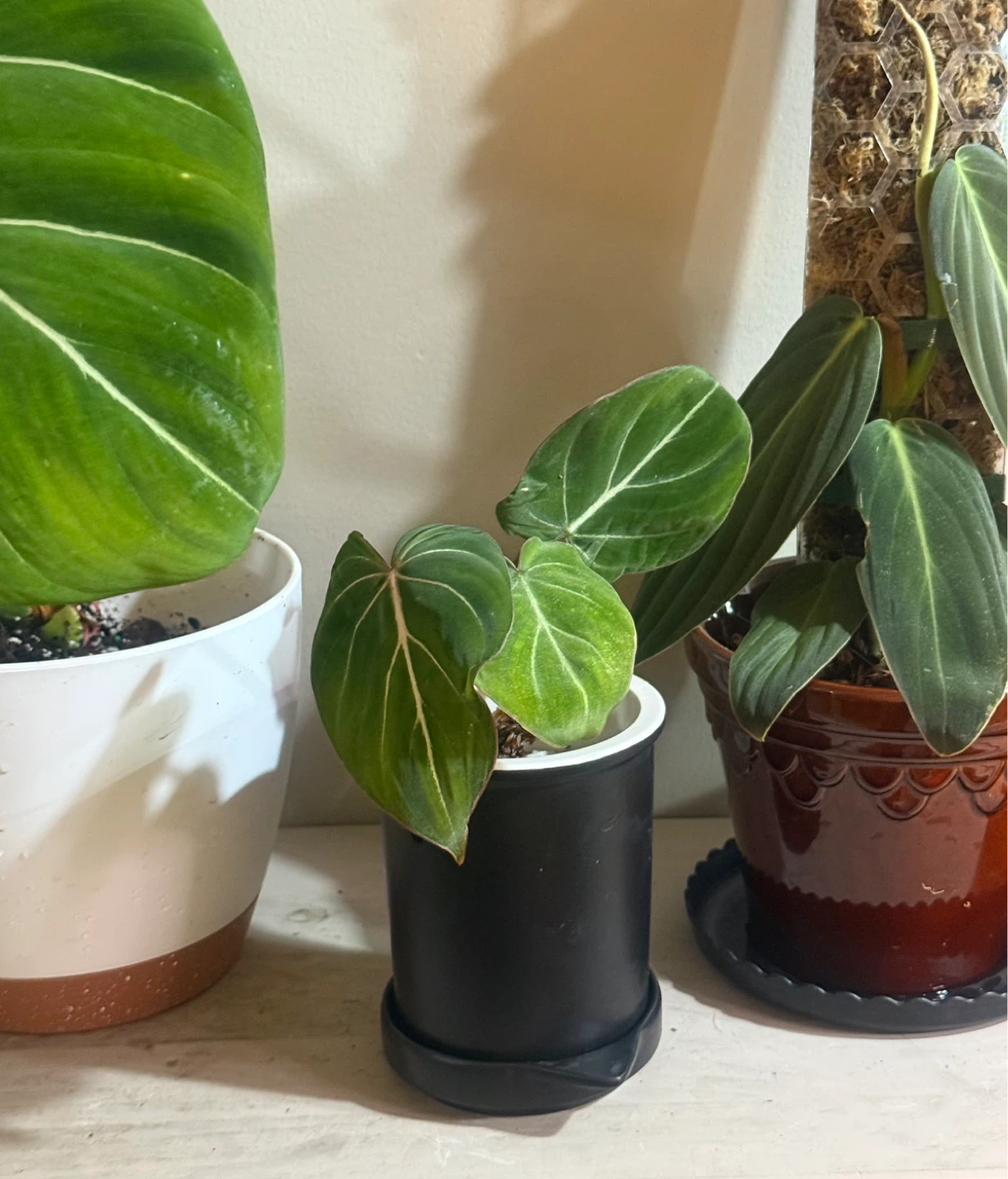 Young Philodendron gloriosum Plant
