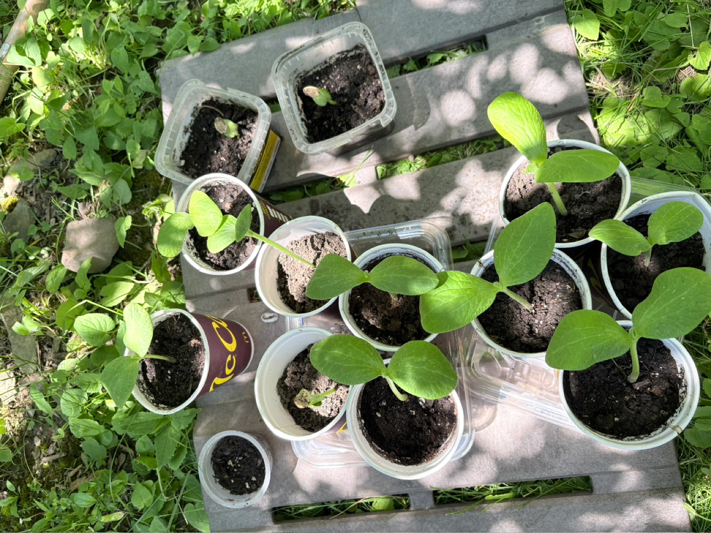 Pumpkin Seedlings - photo 3