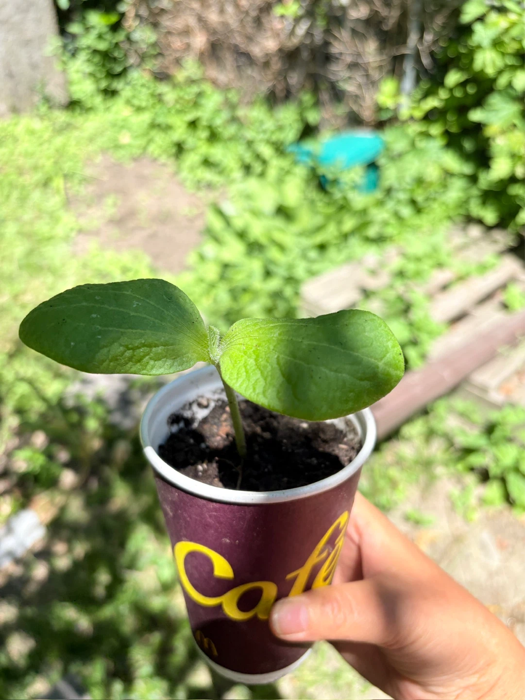 Pumpkin Seedlings - photo 2