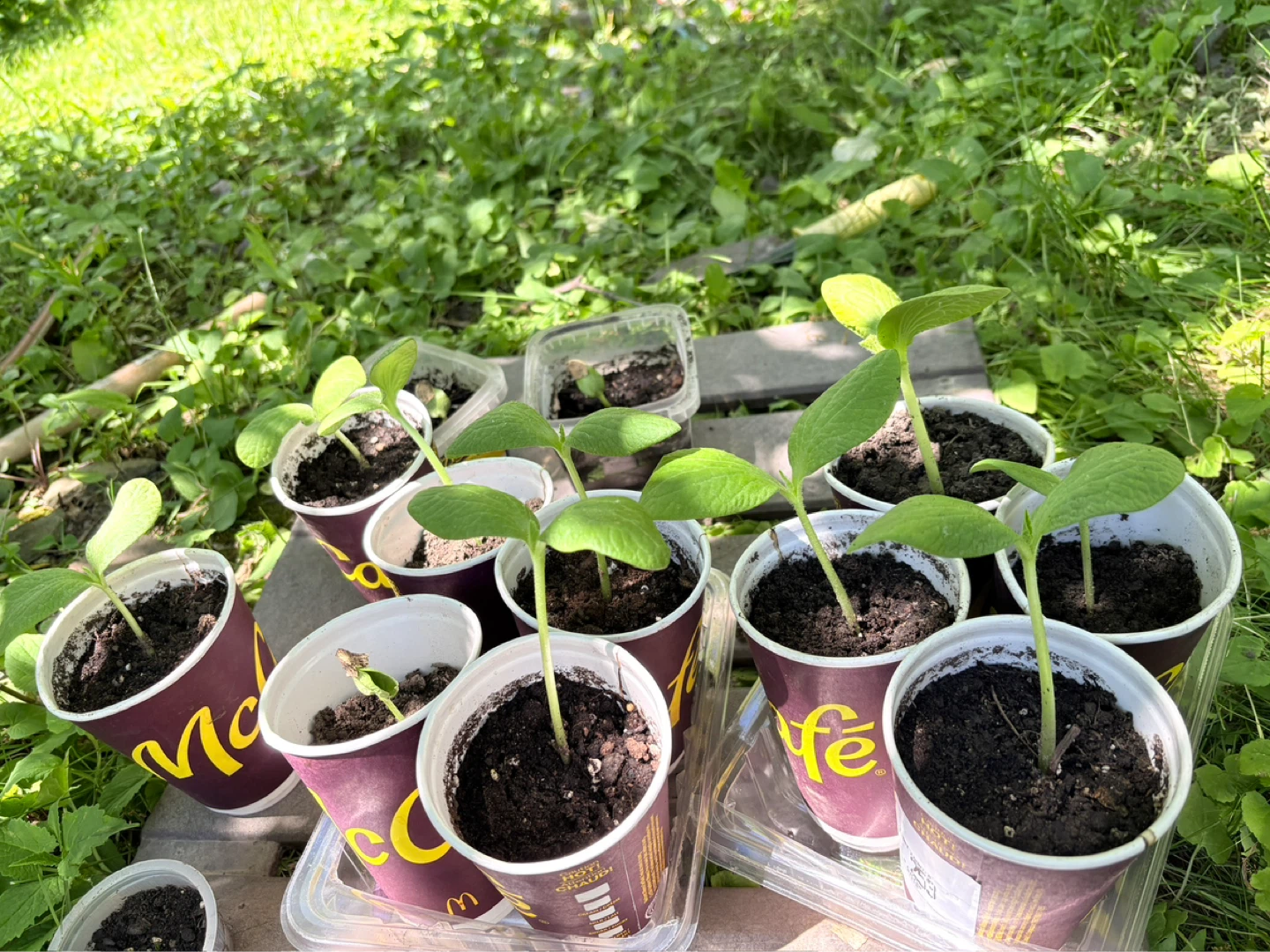 Pumpkin Seedlings - photo 4