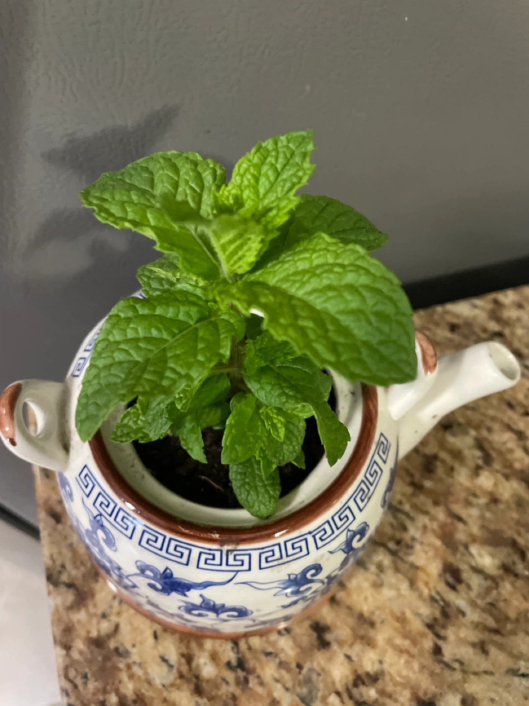 Mint Plant in Decorative Teapot - photo 2
