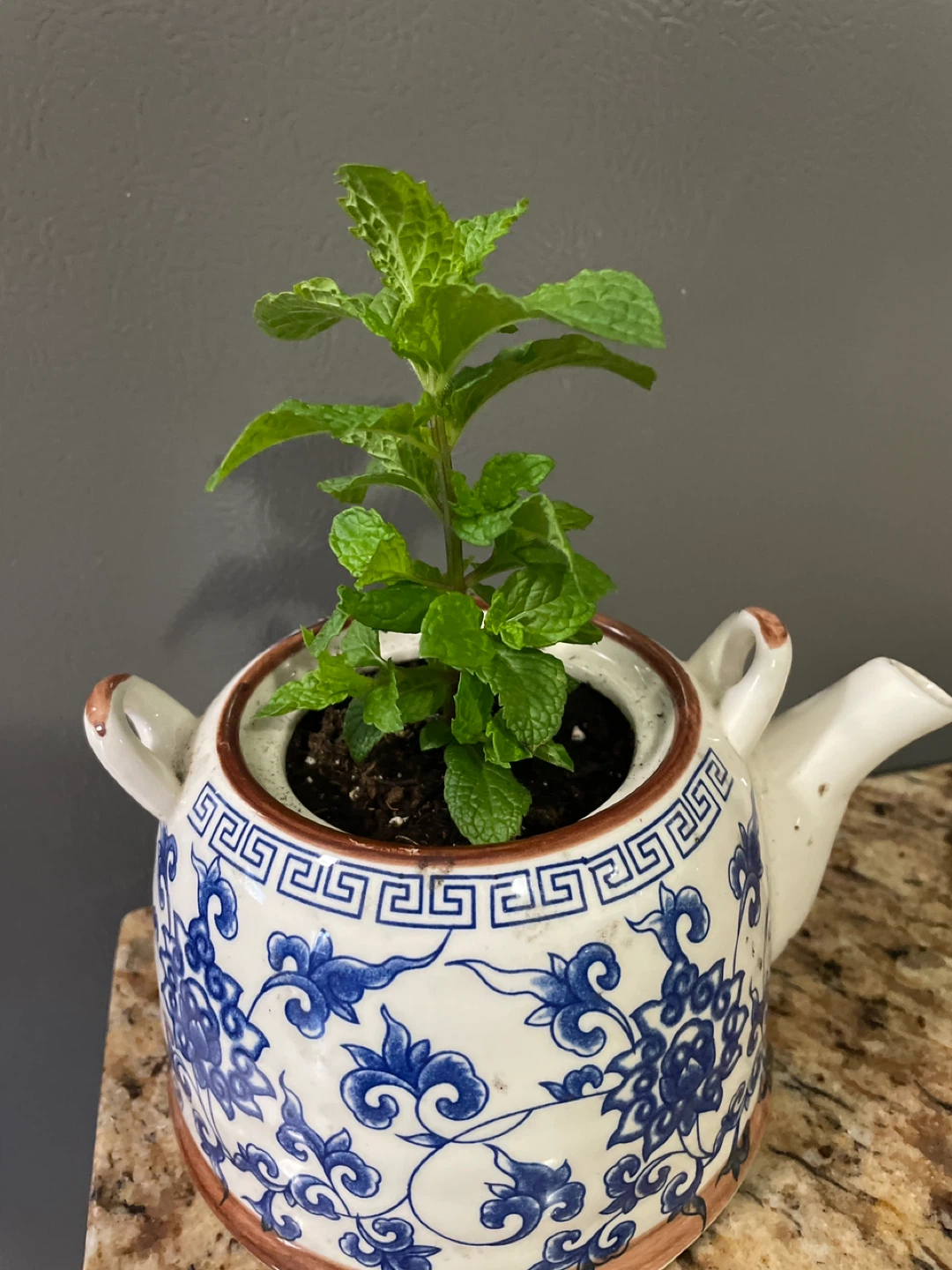 Mint Plant in Decorative Teapot