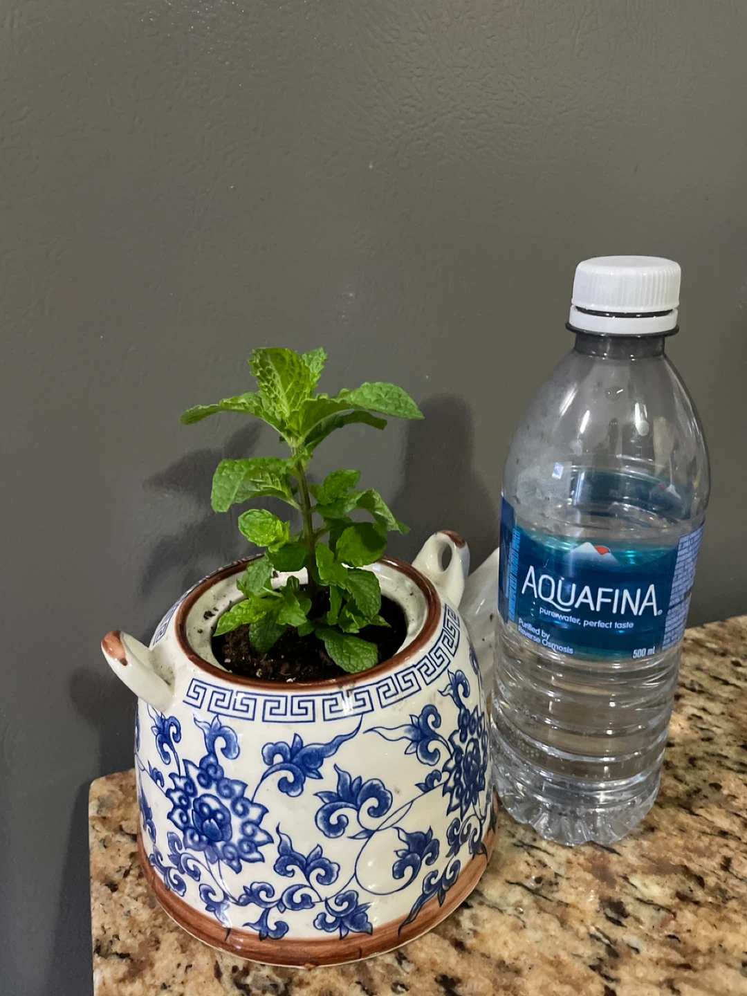 Mint Plant in Decorative Teapot - photo 3
