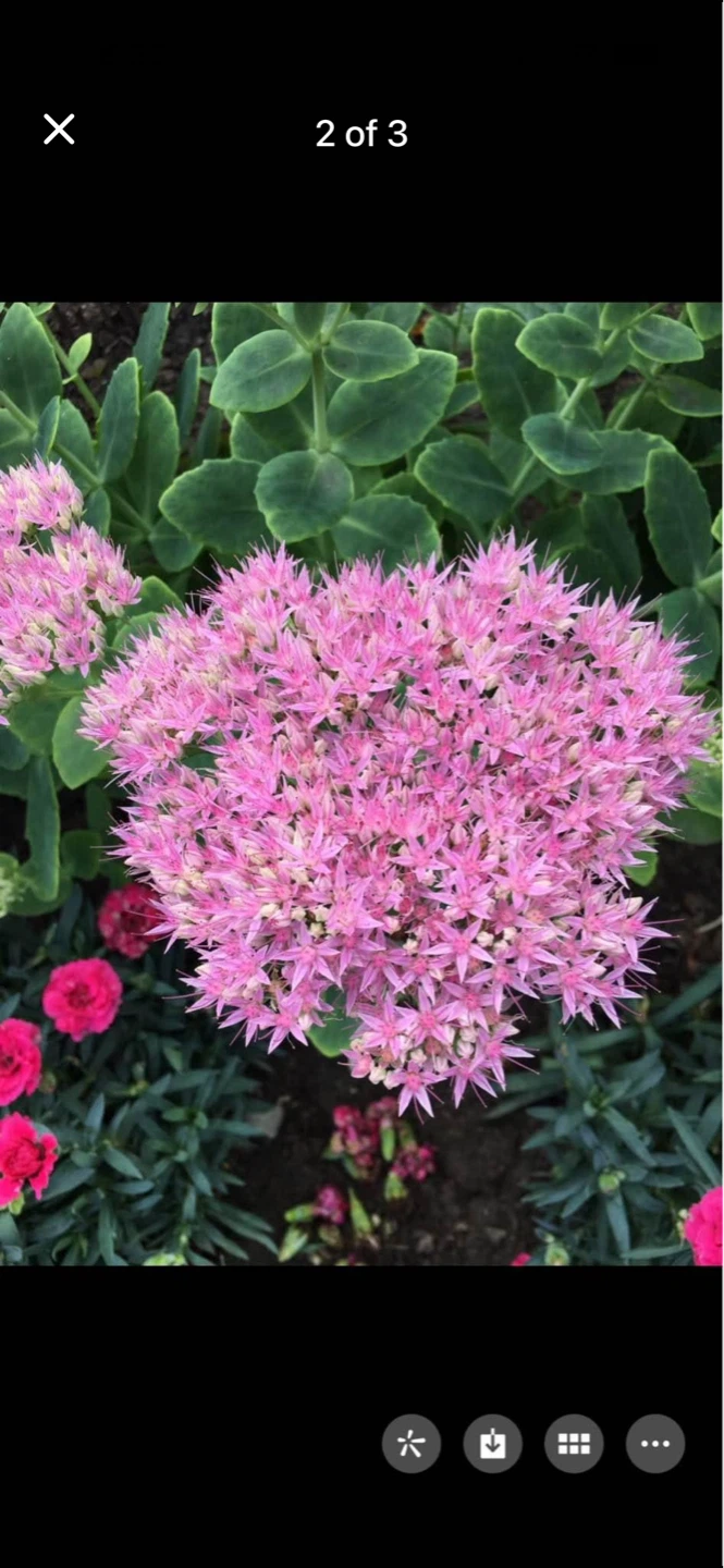 Pink Sedum Plant - photo 2