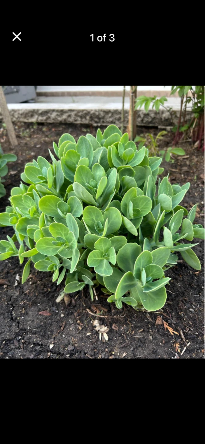 Pink Sedum Plant