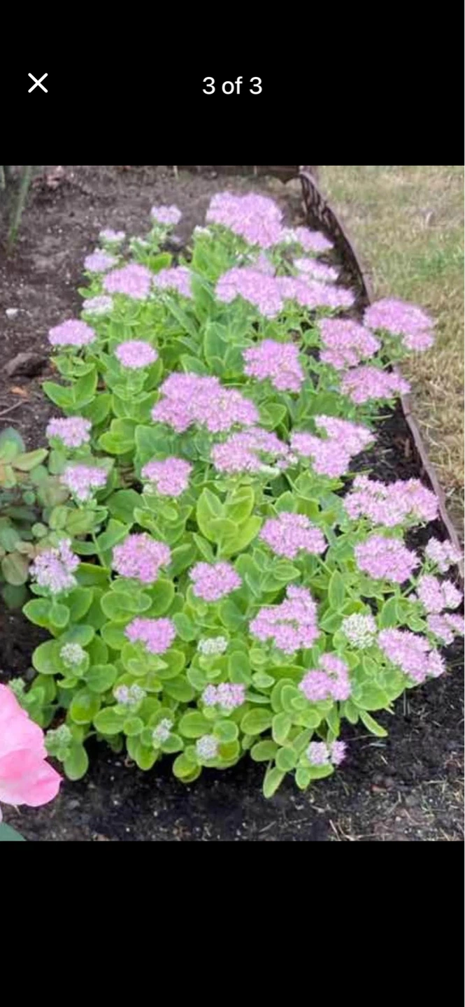 Pink Sedum Plant - photo 3