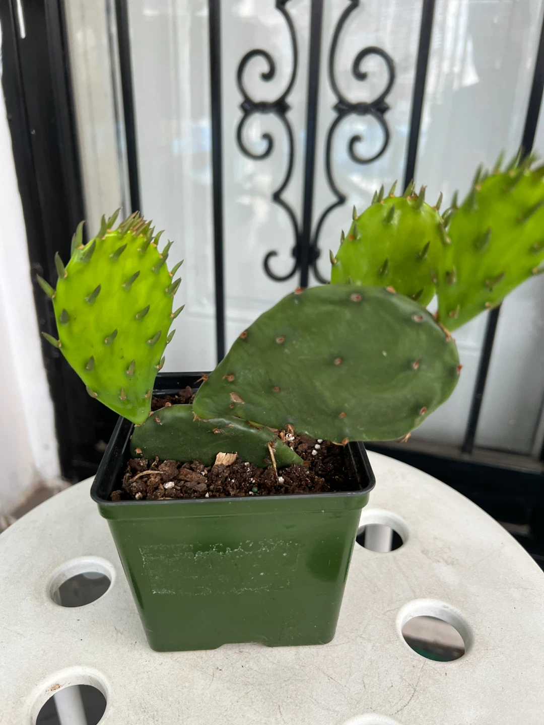 Potted Prickly Pear Cactus Plant