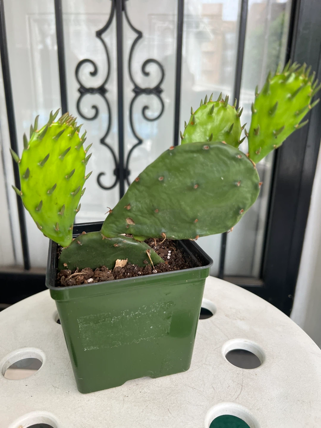 Potted Prickly Pear Cactus Plant - photo 2