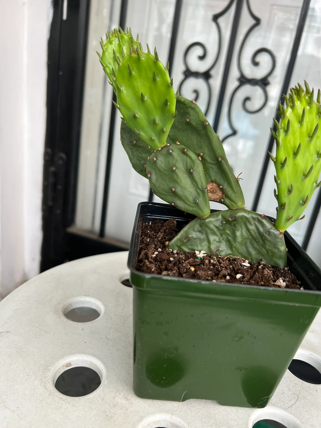 Potted Prickly Pear Cactus Plant - photo 5
