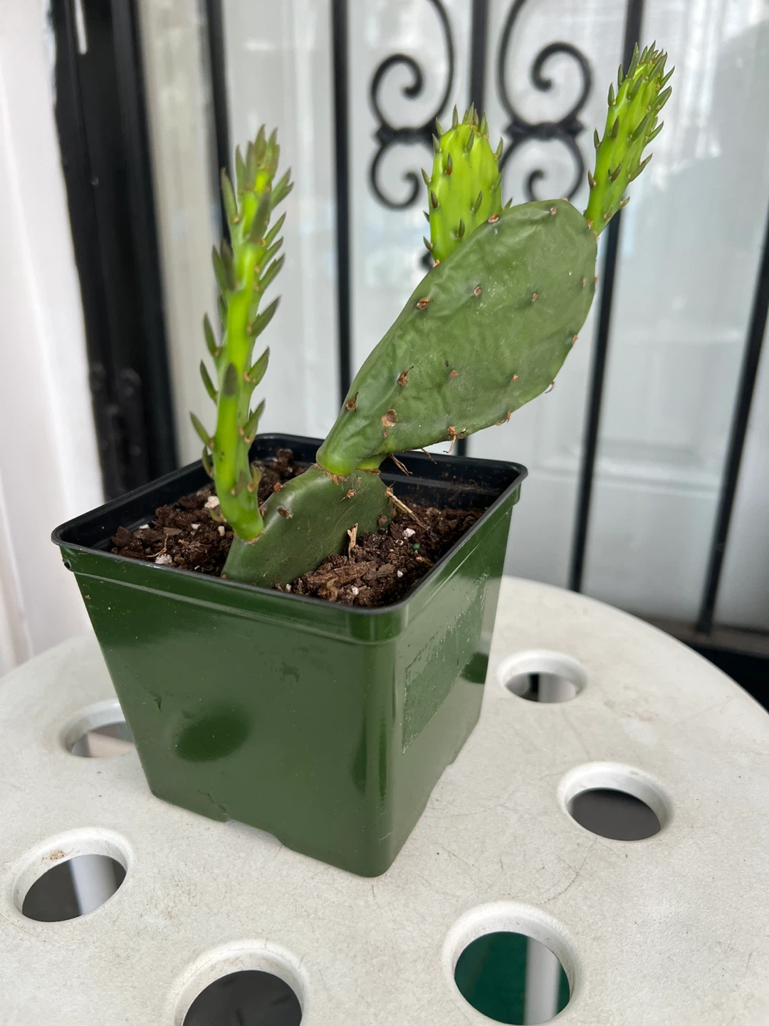 Potted Prickly Pear Cactus Plant - photo 4