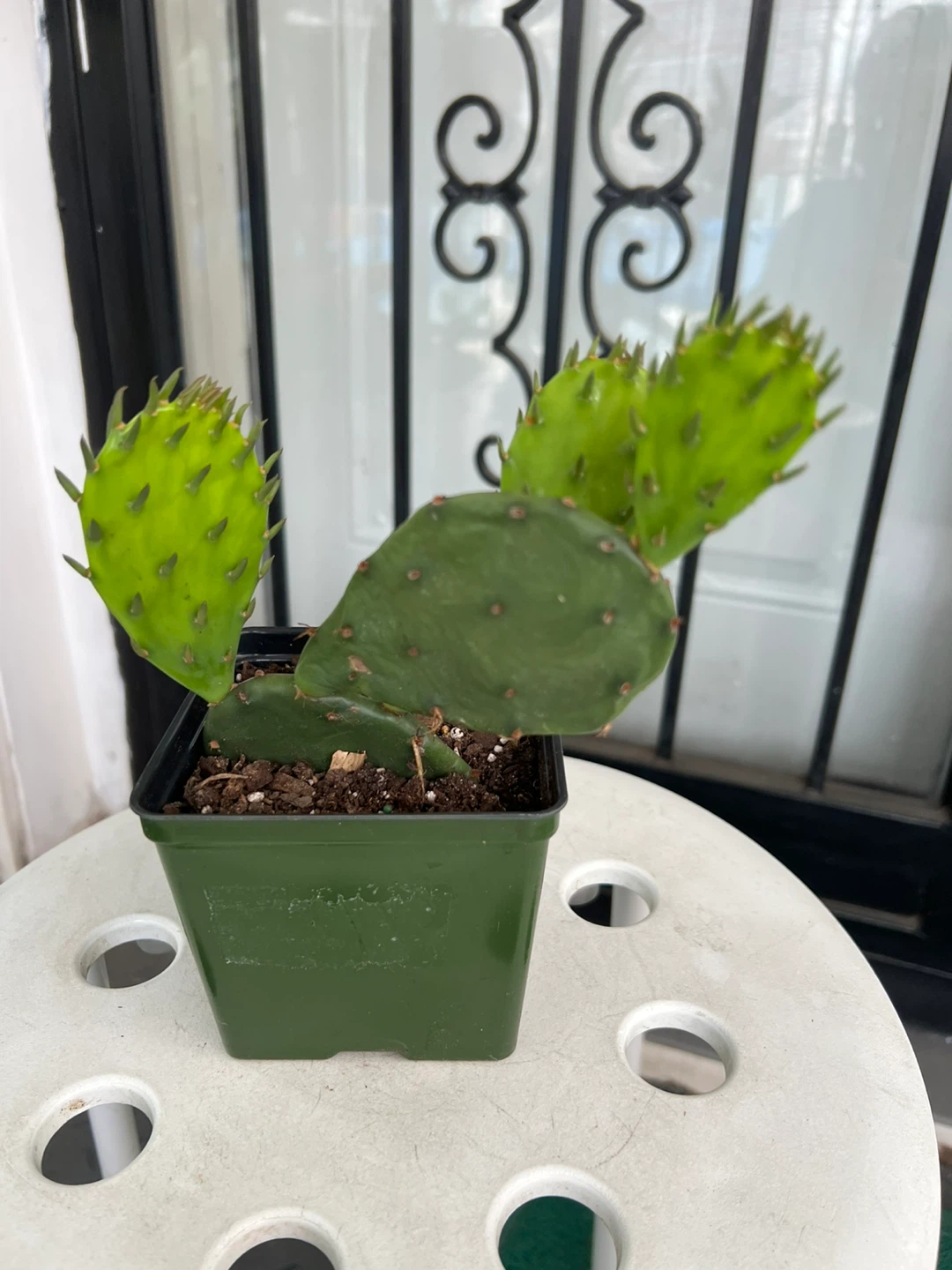 Potted Prickly Pear Cactus Plant - photo 3