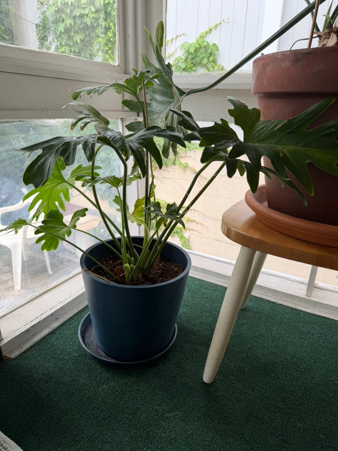Philodendron Selloum Plant