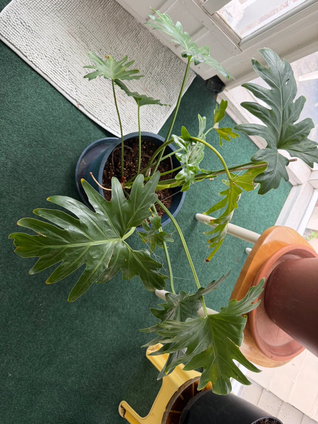 Philodendron Selloum Plant - photo 2