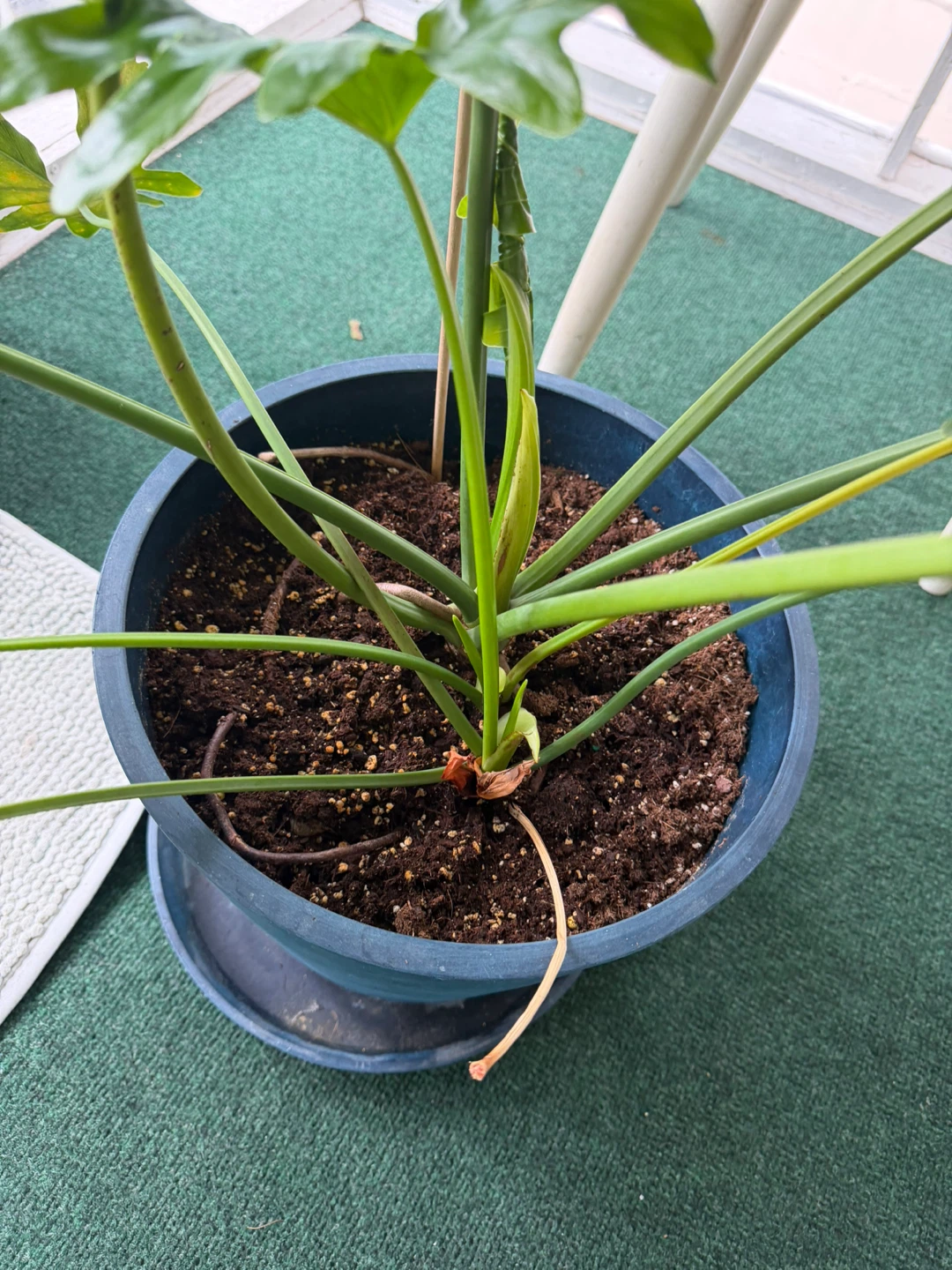Philodendron Selloum Plant - photo 3