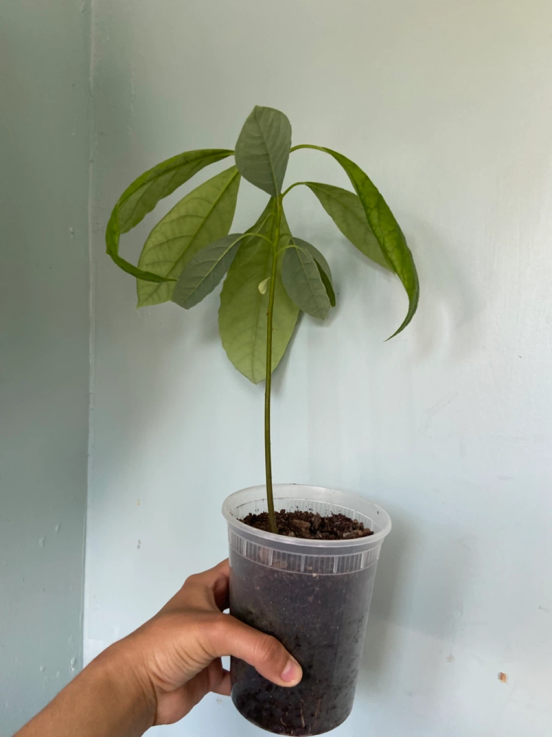 Avocado seedling plant - photo 3