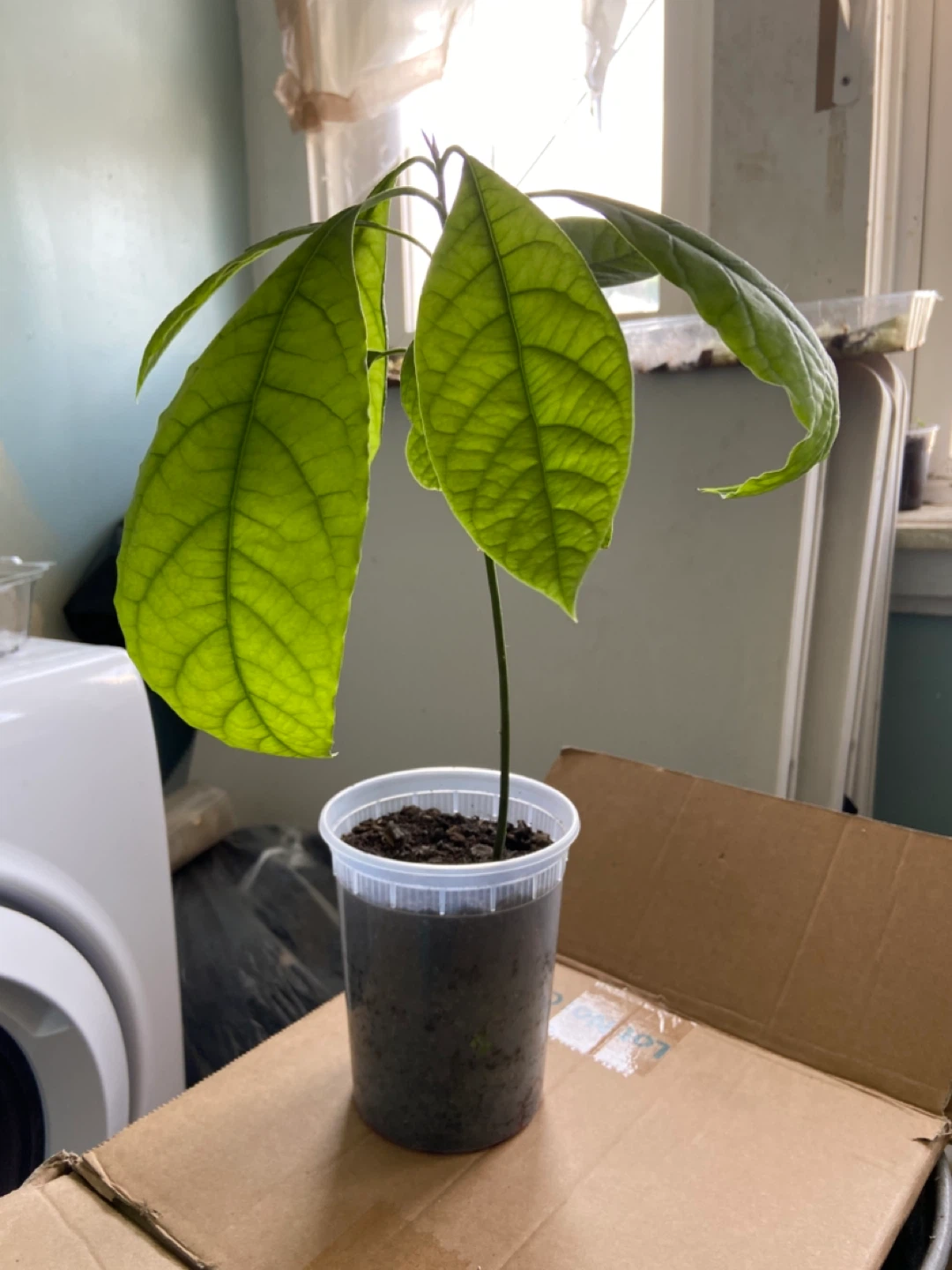 Avocado seedling plant