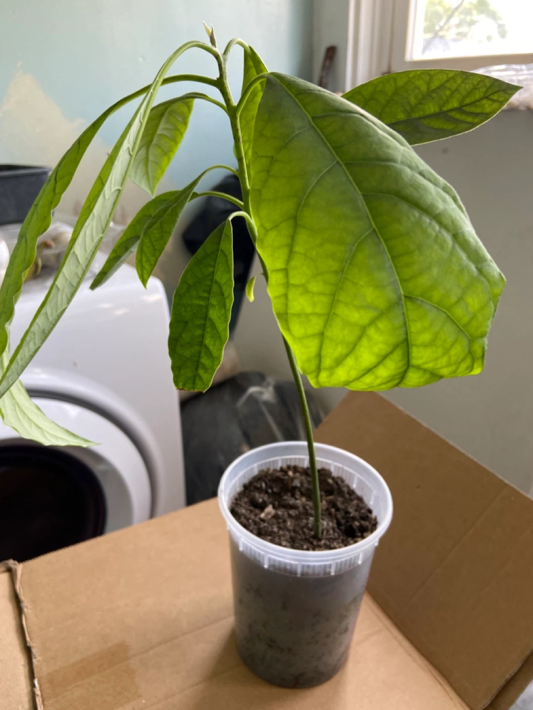 Avocado seedling plant - photo 2