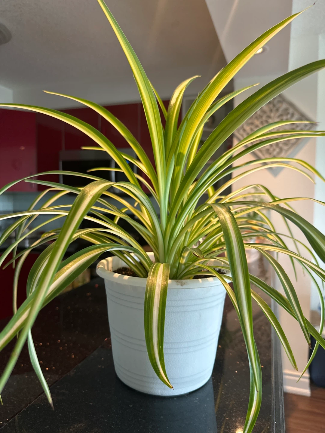 Spider Plant