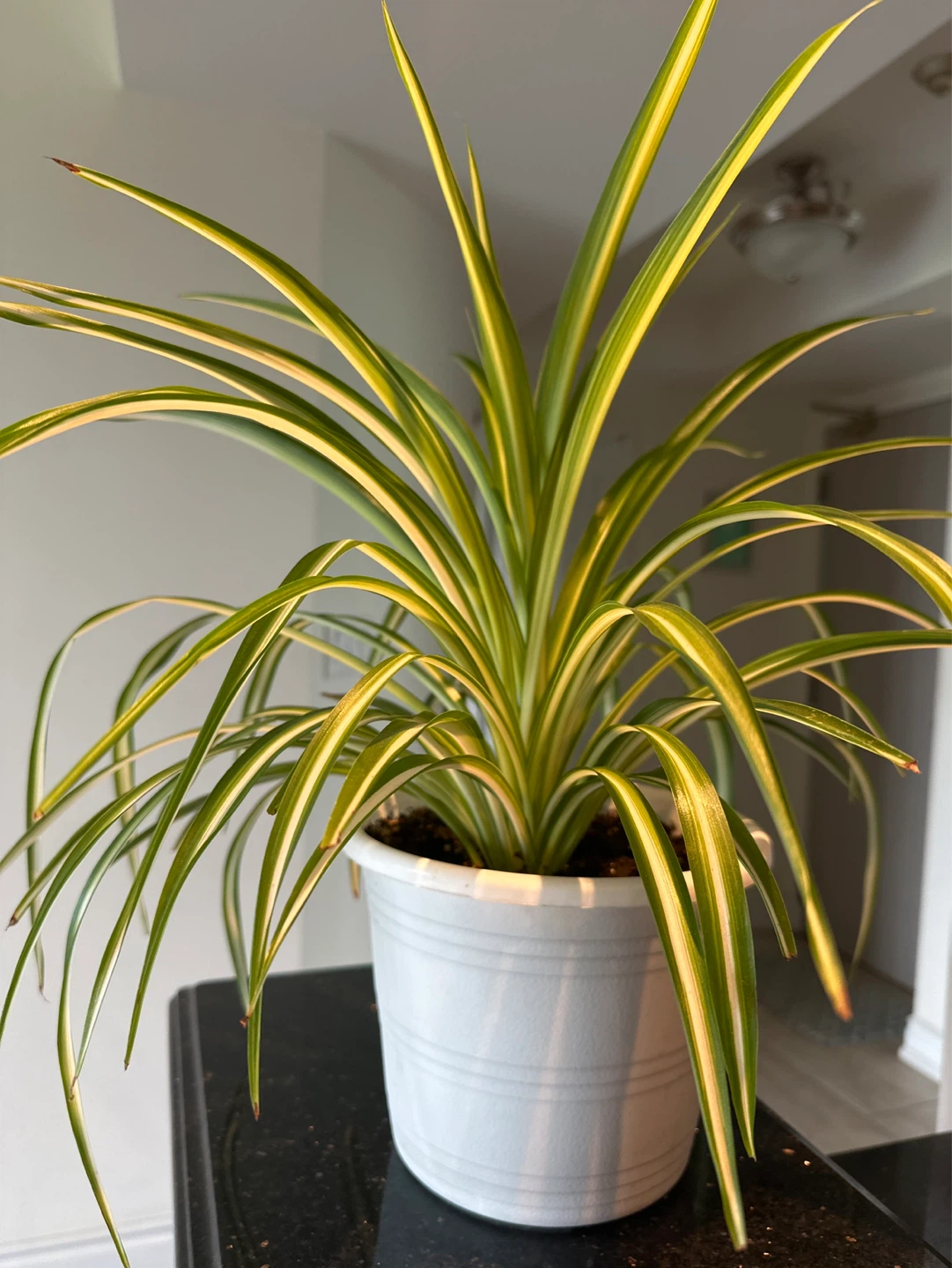 Spider Plant - photo 2