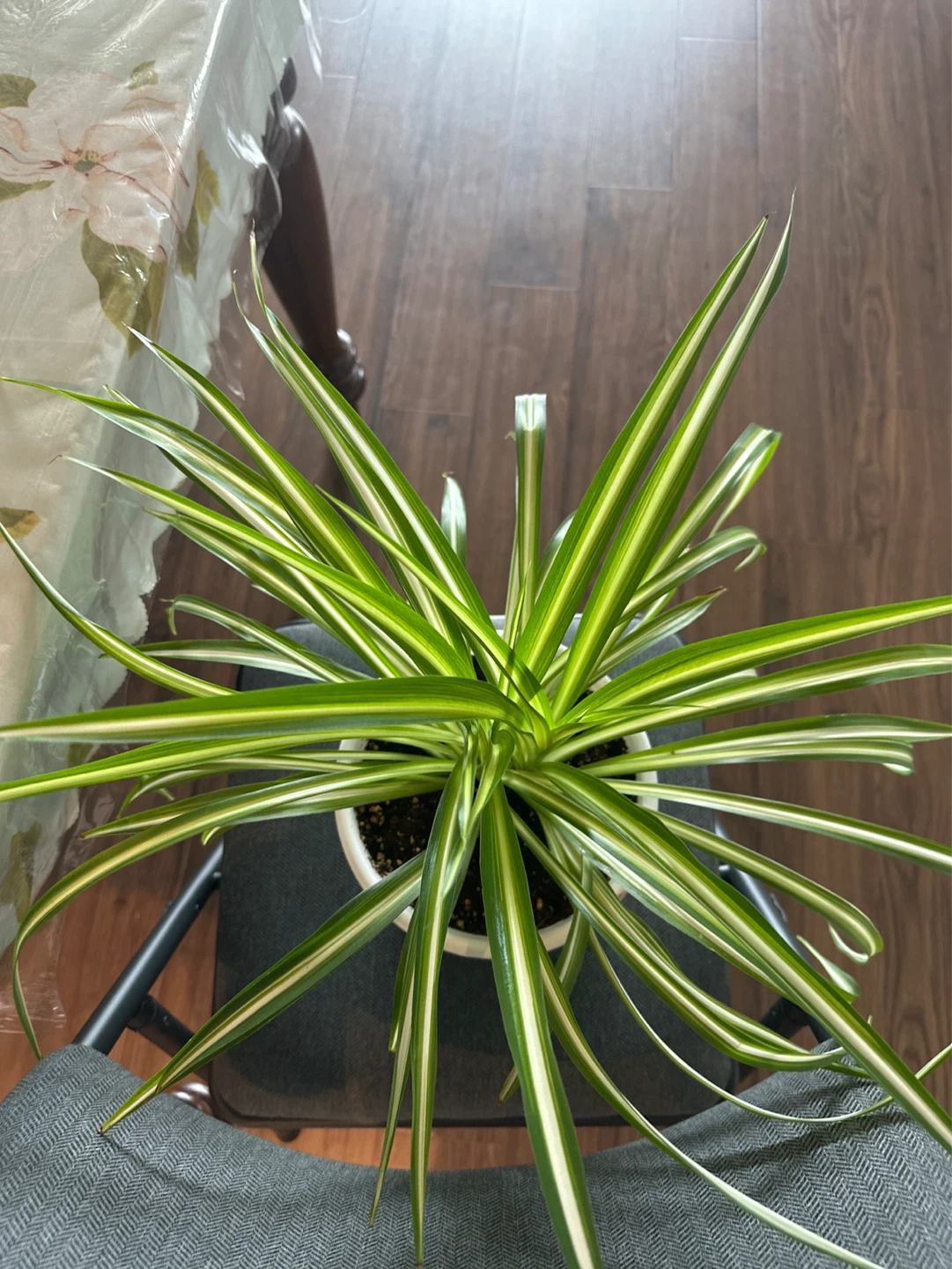 Spider Plant - photo 4